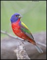 _3SB3523 painted bunting